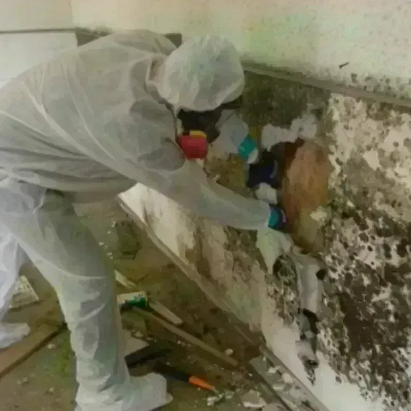 Mold Remediation and Removal in Mont Vernon, NH